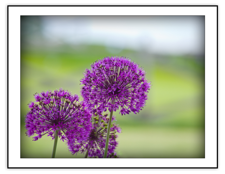 Purple Dustballs