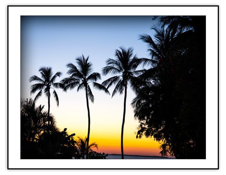 Evening Palms
